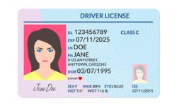 Driver license with female photo. Identification or ID card, document template. Vector illustration. ejemplo de carnet de conducir